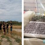 Lab of Agriculture-Plants_of_Large Crops
