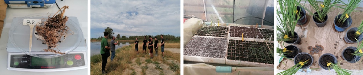 Lab of Agriculture-Plants_of_Large Crops