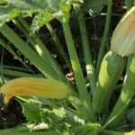 Lab Horticulture
