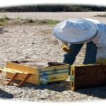 Apiculture