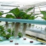 Εργαστήριο Φυσιολογίας και Θρέψης Φυτών