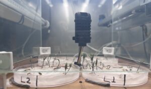 Lab Plant Physiology and Biochemistry 1