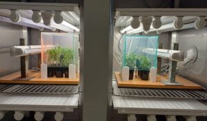 Lab Plant Physiology and Biochemistry 2