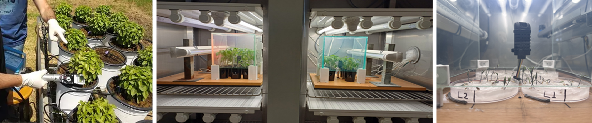 Lab Plant Physiology and Biochemistry