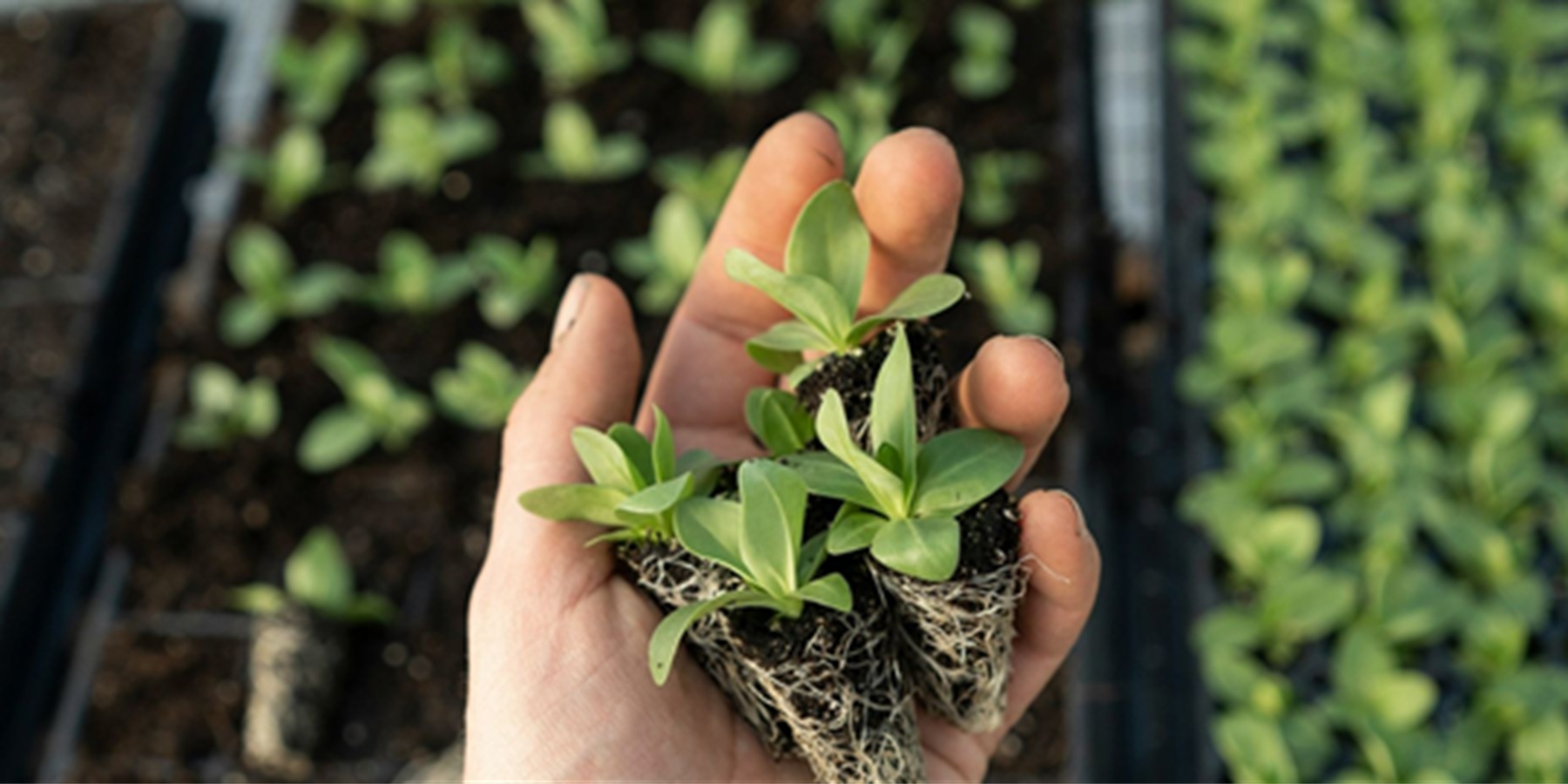 Φυτά σε χέρι